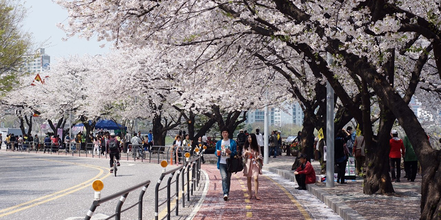 Tour du lịch Hàn Quốc mùa hoa anh đào 2019: Seoul - Everland - Nami - Yeouido 5N4Đ Khách sạn 5* Quốc tế - Vietnam Airlines KH từ Hà Nội