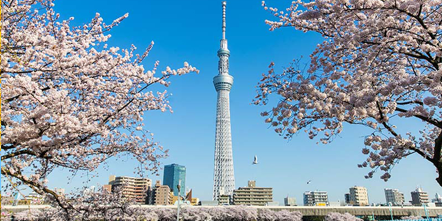 Du lịch Nhật Bản ngắm hoa anh đào: Osaka - Kyoto - Fuji - Tokyo 6N5Đ bay Vietnam Airlines KH từ Hà Nội