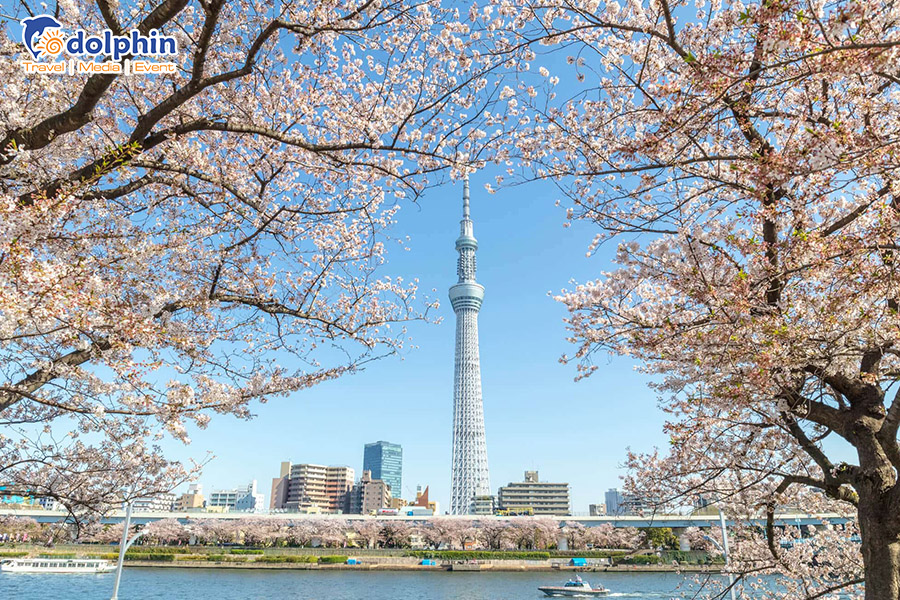 [Hà Nội] Du lịch Nhật Bản 2023: Osaka – Kyoto - Fuji - Tokyo - Ngắm hoa anh đào sớm  6N5D bay Vietnam Airlines